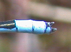 Familiar Bluet